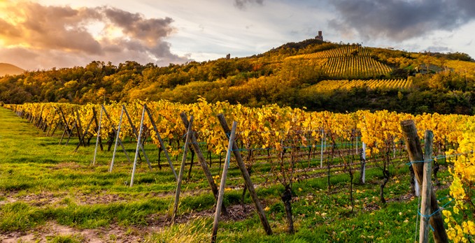 Vignes routes des vins en alsace