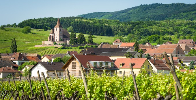 Vignes route des vins